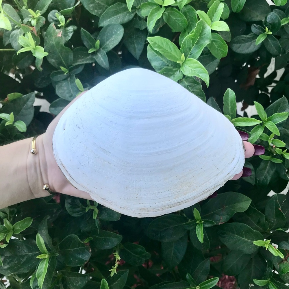 Huge Clam Shell 🐚